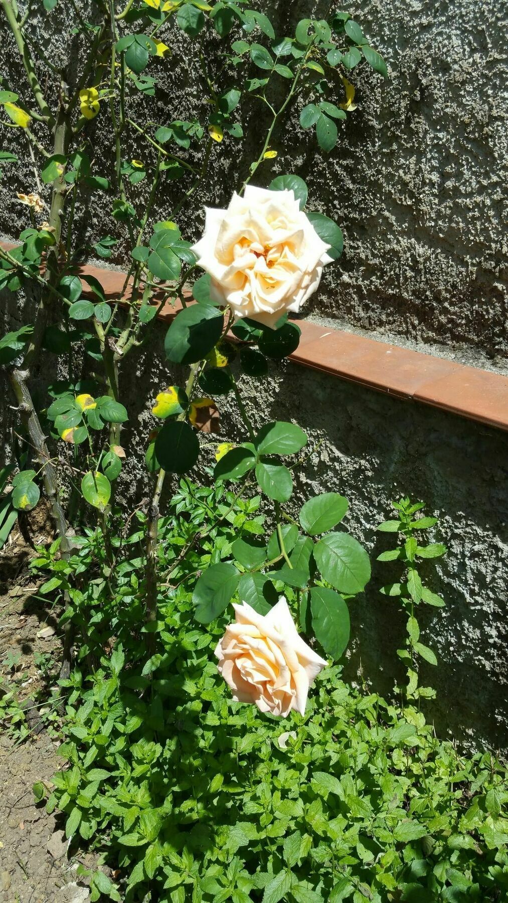 La Nei Fiori 2*
